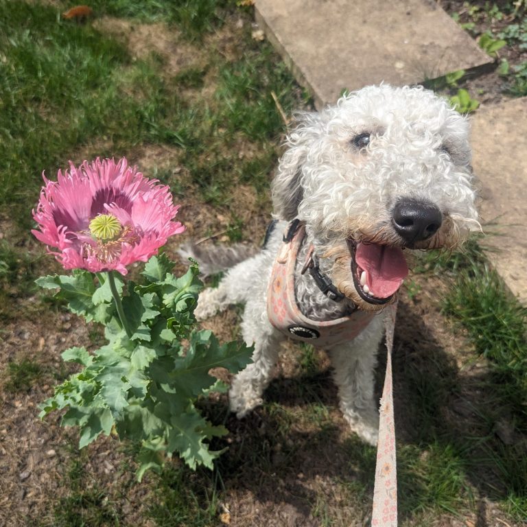 Bedlington Terrier A fluffy Bedlington Terrier stands next to a pink poppy and appears to be smiling